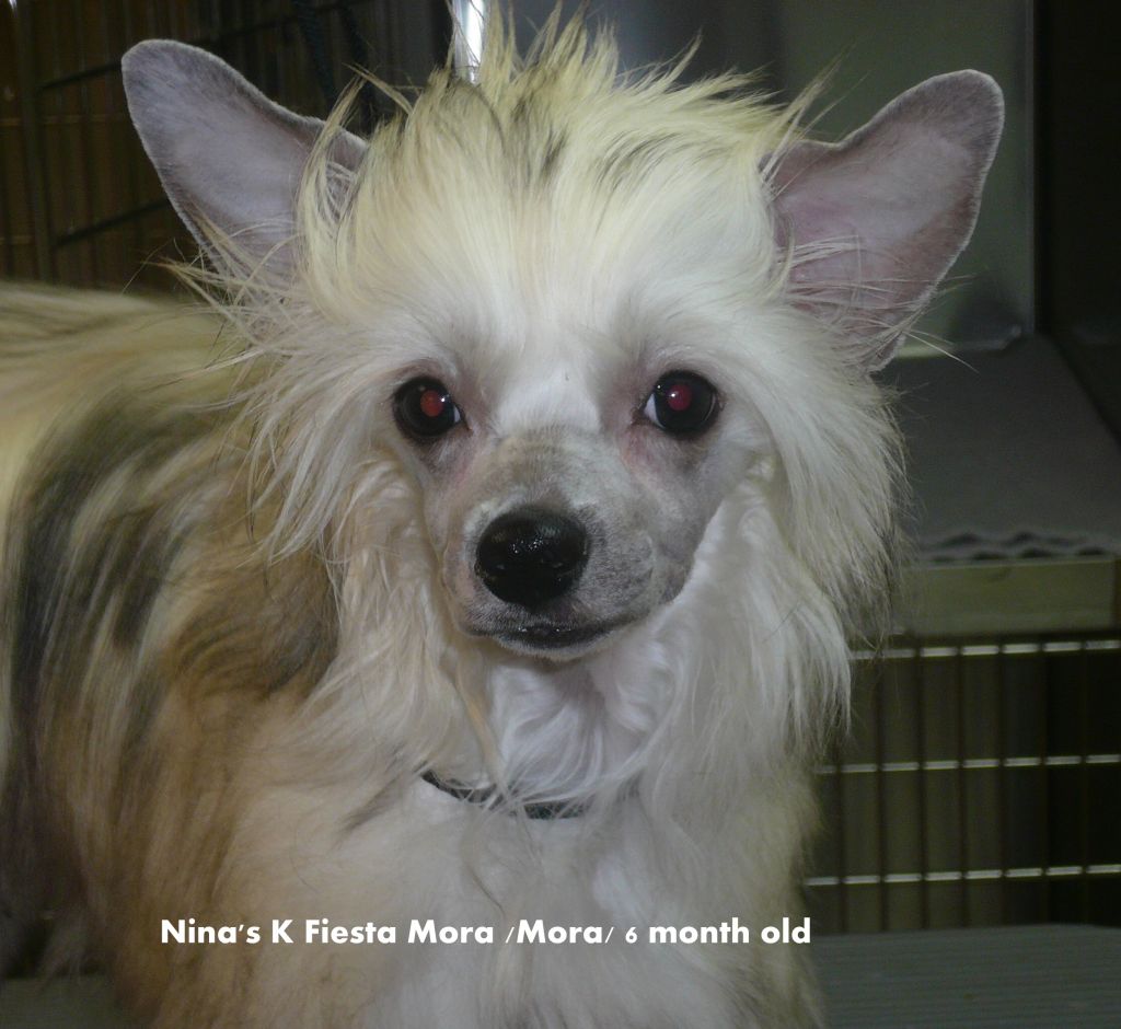 Nina's K Fiesta Mora