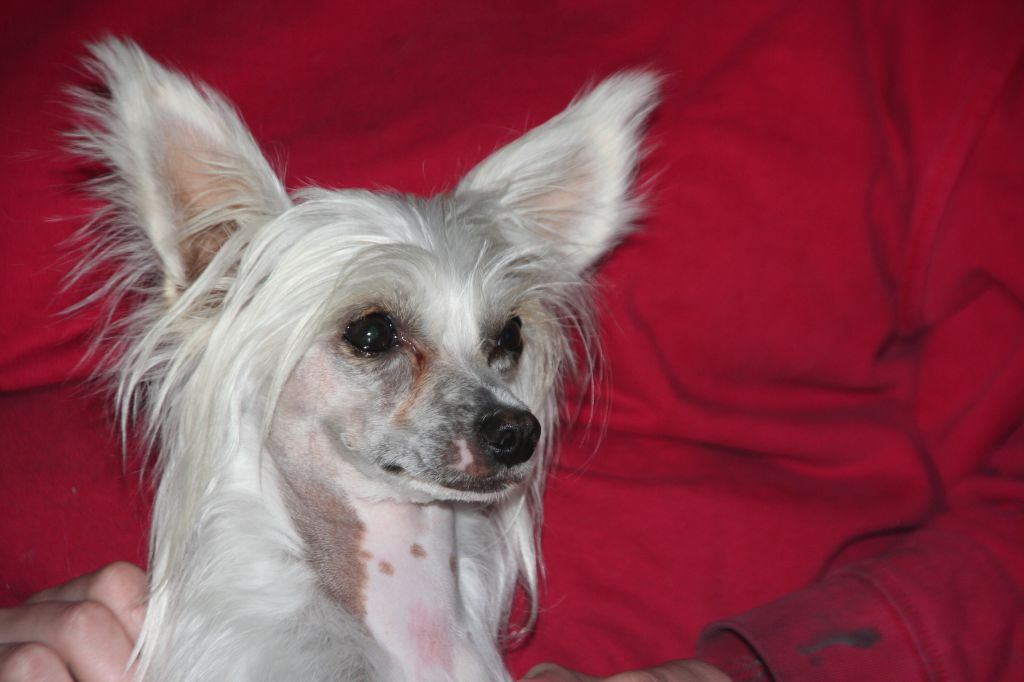 Viagrande Tempore Diamond Place