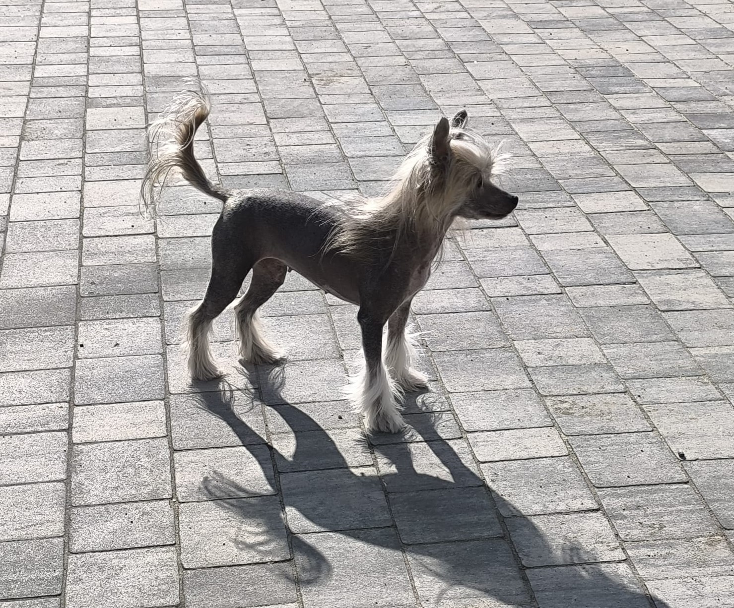 Fraszka Exotic World FCI