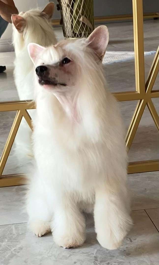 Izabel Crystals Saymon