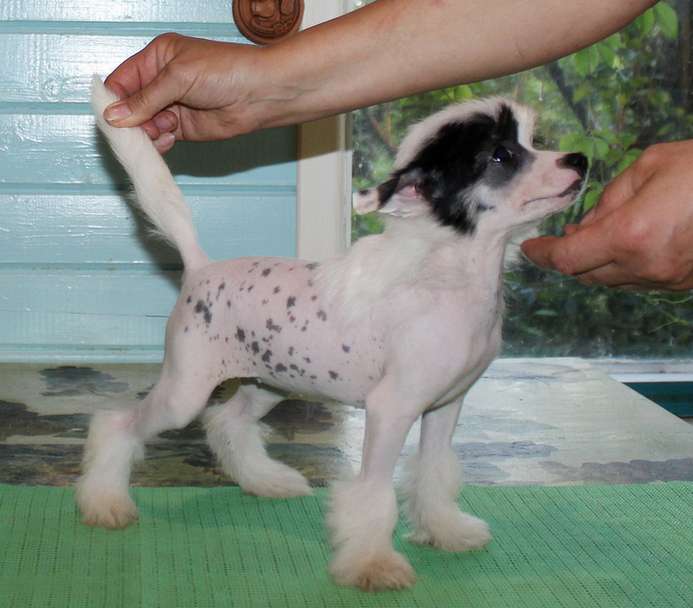 Angel O' Check Verbena