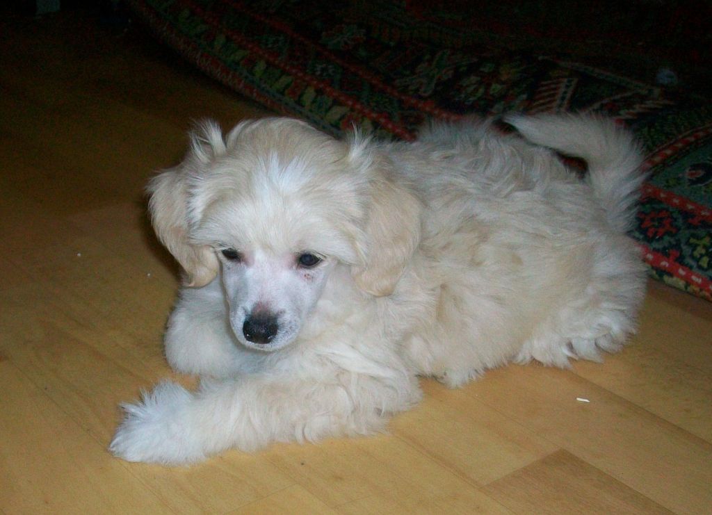 Baster Gift Of Fortune