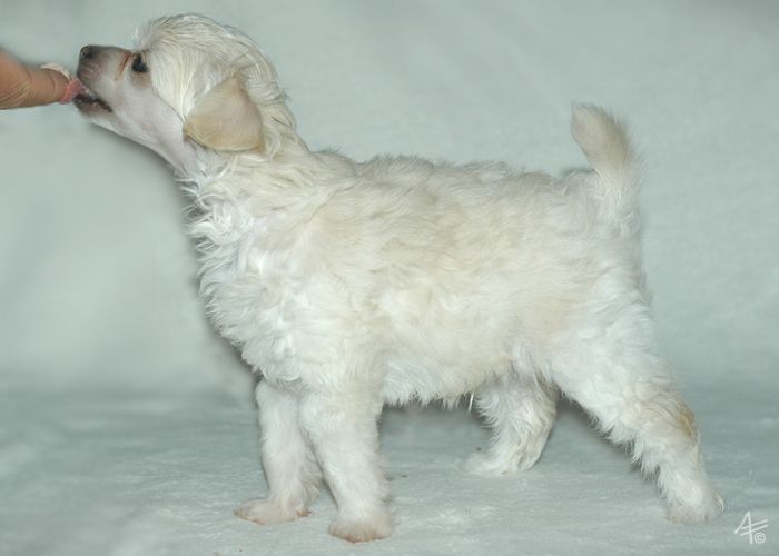 Sunstreaker Artful Dodger