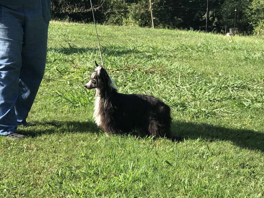 Cinondra's Walkin' After Midnight