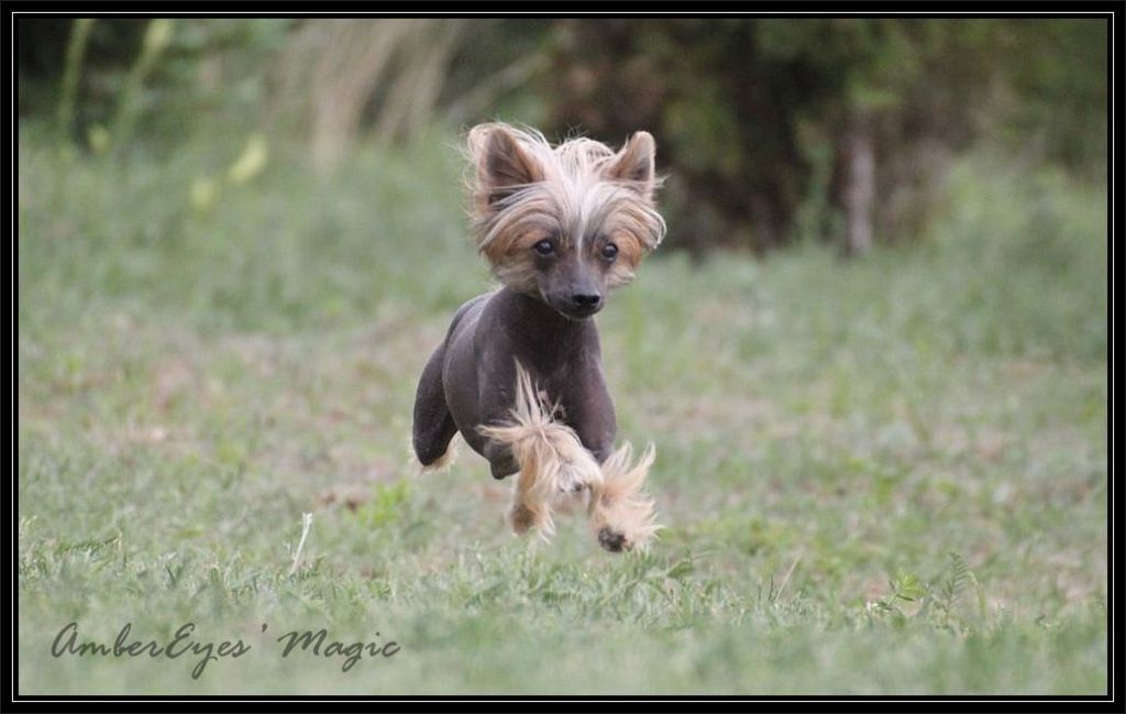 AmberEyes' Magic Afrojack