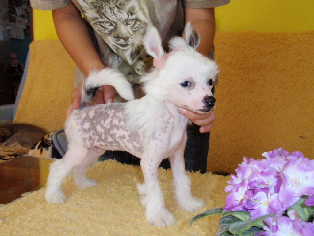 Fju-Fju ze Shetlandu