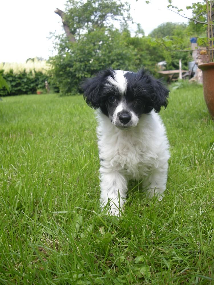 Zödra Gremlins Greven