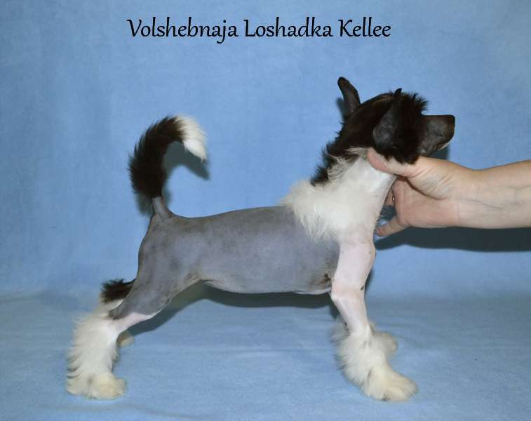 Volshebnaja Loshadka Kellee