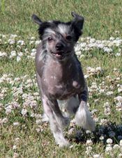 Azzana The Beauty Queen