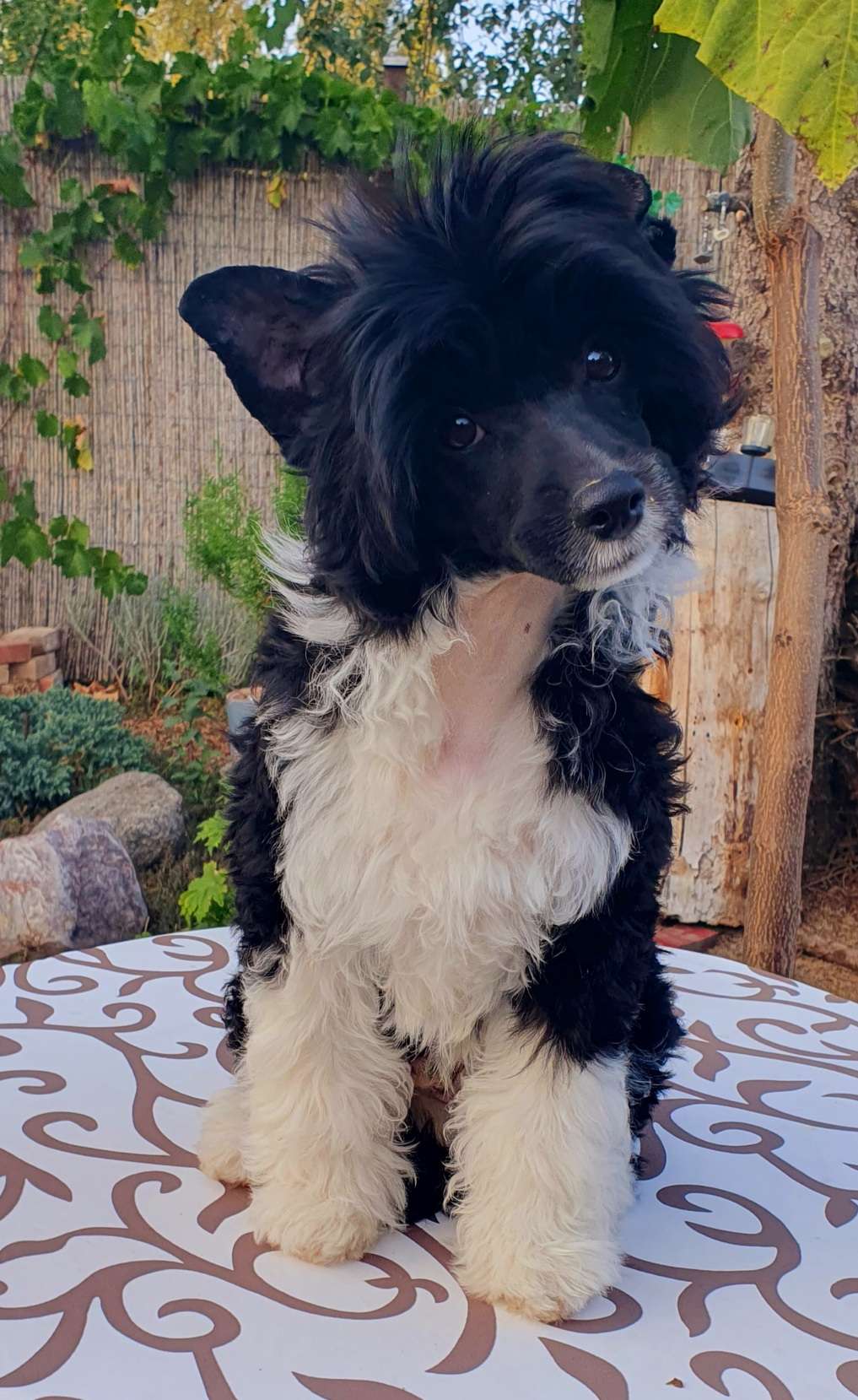 Argos vom Leipziger Löwen