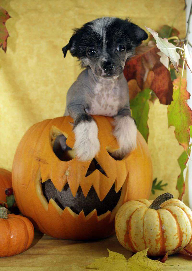 Crazy Cresteds Dynamite Deluxe Bineo