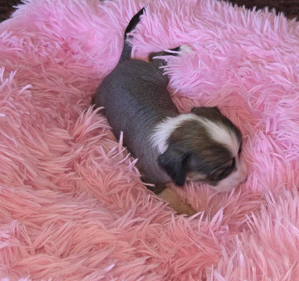 Suanho's Sooty Suquamish