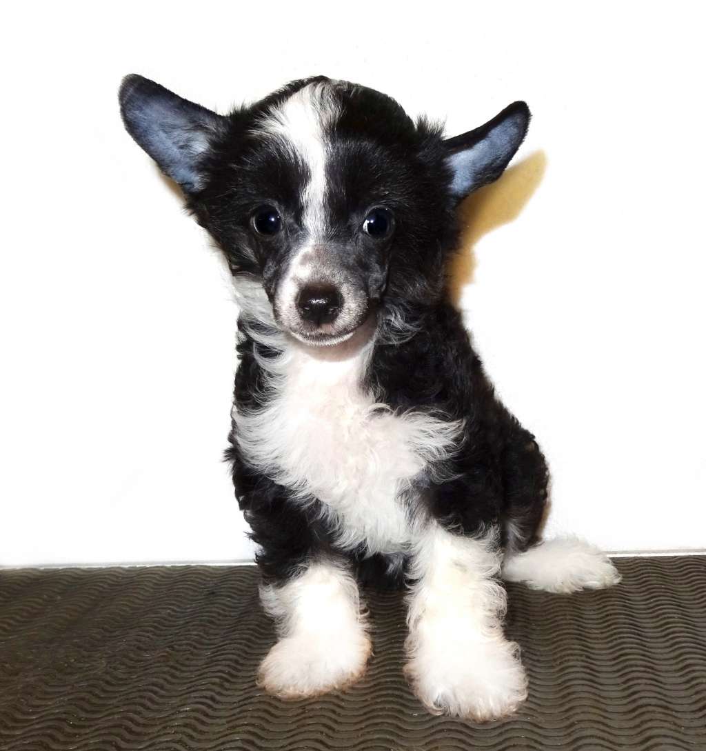 Tessa Diamond of the Night