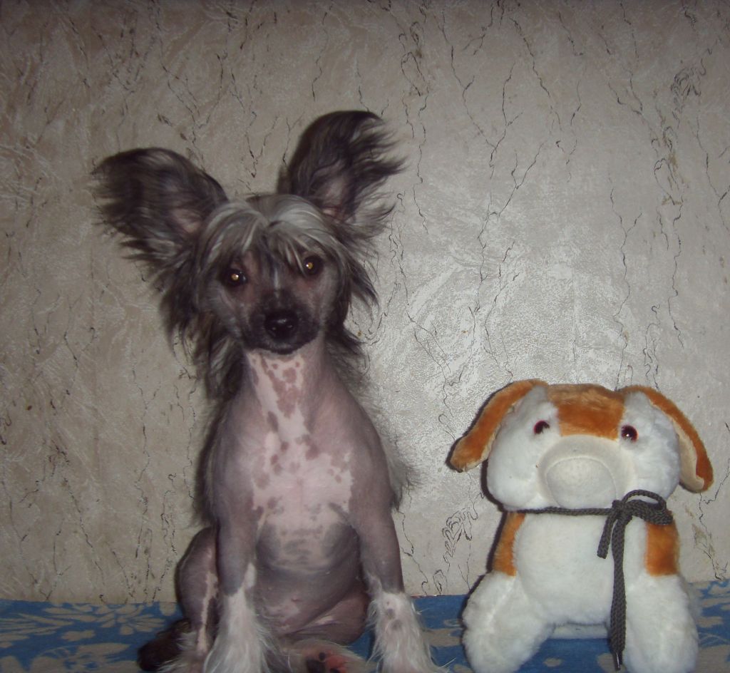 Victoria Lady' Leys Bonus Westtai