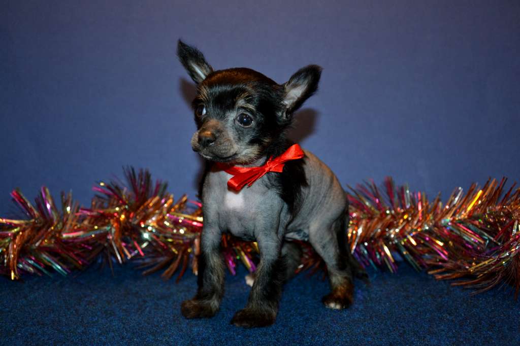 Feeriya Magic Prima Oliviya Lav