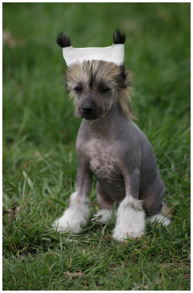 Gschu Sweetlove Du Coeur Des Tenebres