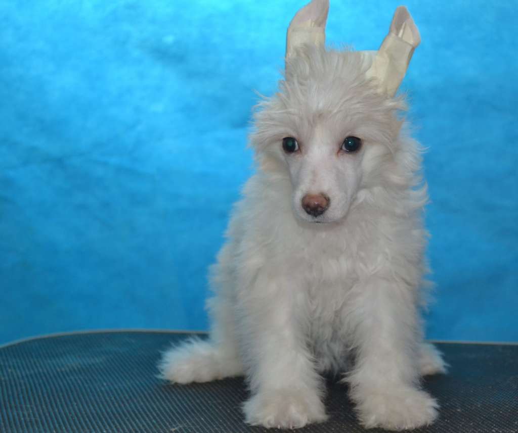 Family Mar'S Najrobi