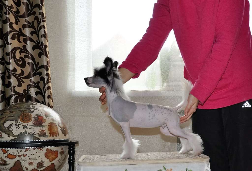 Silver Winning Smile