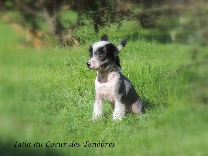 Ialla du Coeur des Ténèbres