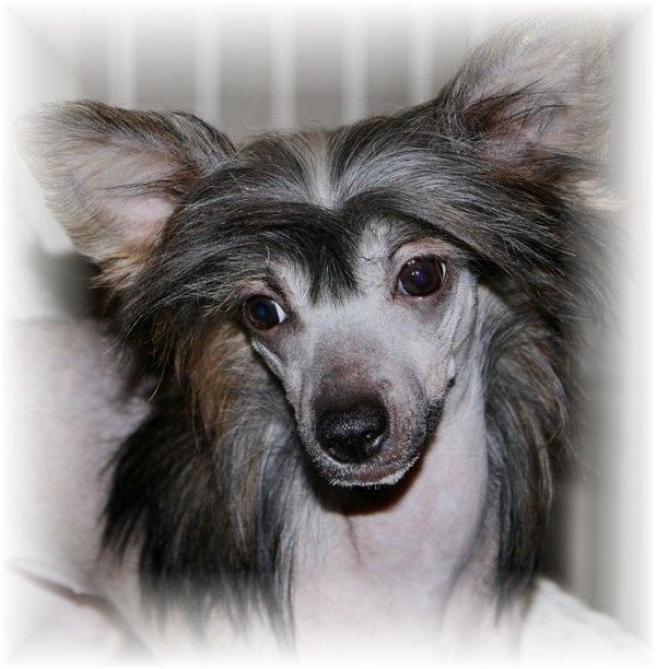 Rimabra's V.I.P. Vienna