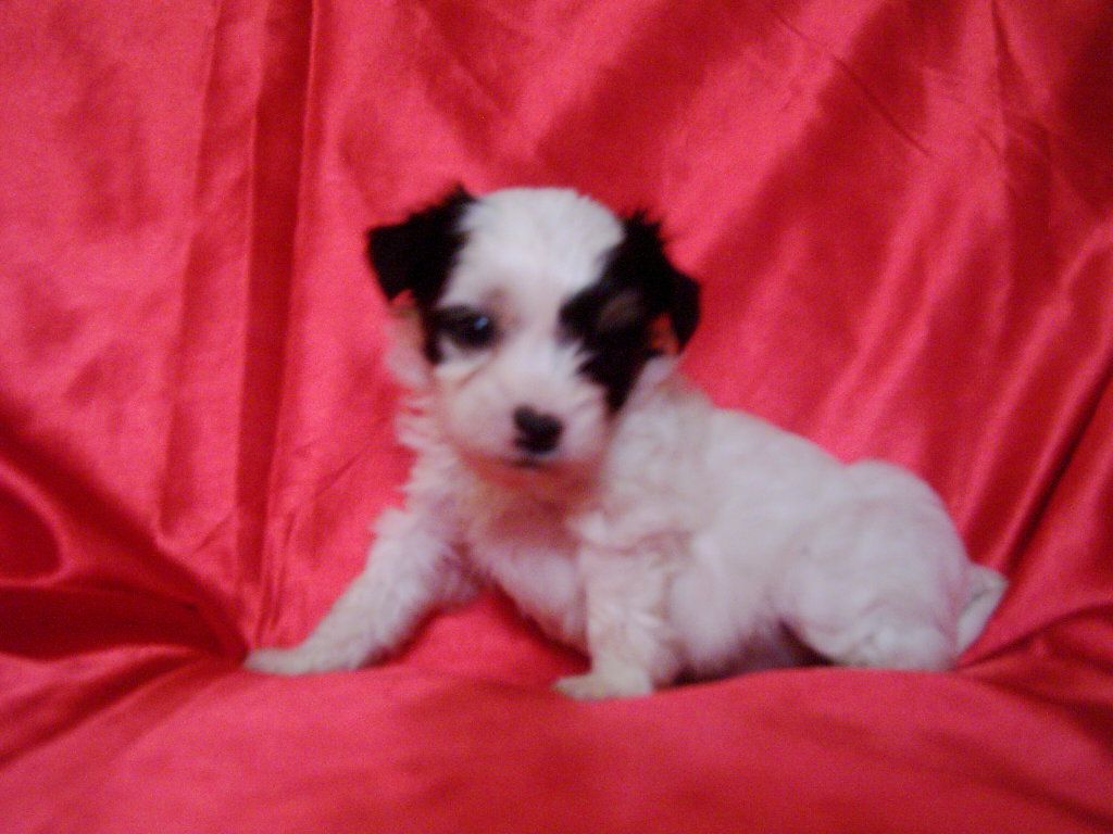 Heartbreaker von Hellmundin