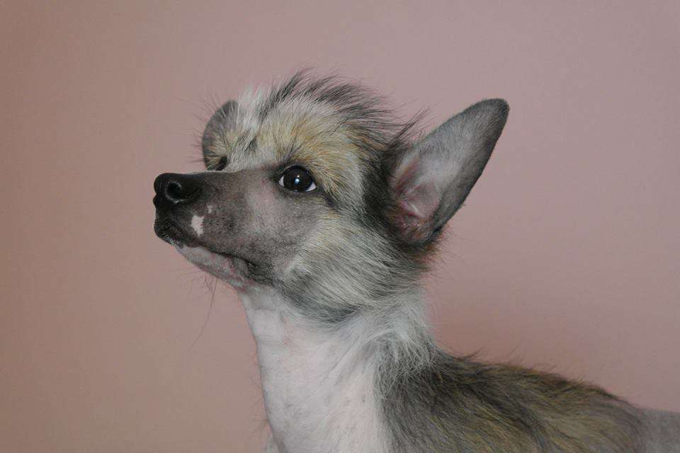 Waggingtail Dancing Quenn Varvara