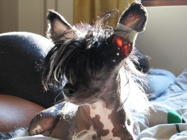 Tirlittan Calimero Jr