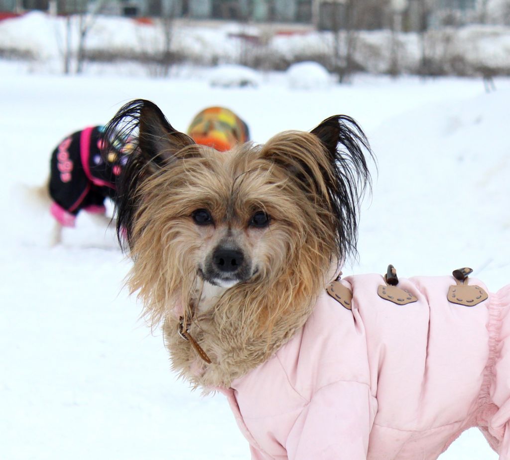 Hohlatiy glamour Dezi Manuele