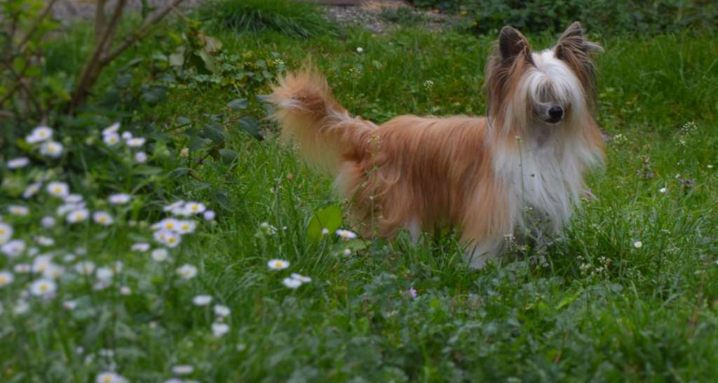 Boa-Vista Love Chinese Butterfly