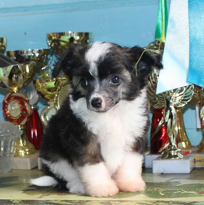 Angel O Check Vahmurka