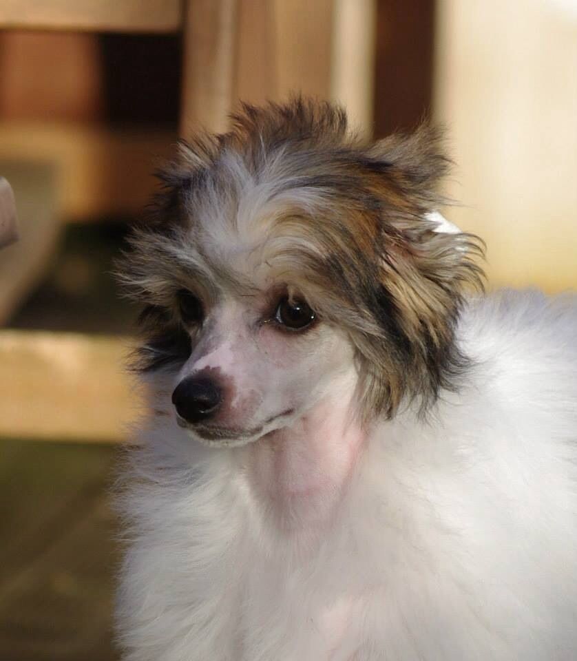 ilyria des gardiens des elfes