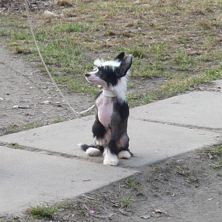 Legion Of Dream Michelle Race Course