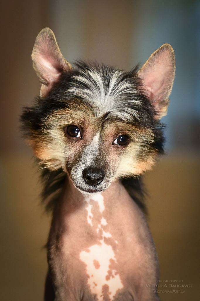 Maximilian Exotic Baltic