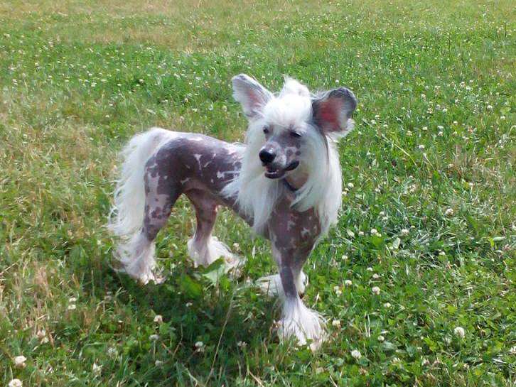 Lorita Star Bogatyy Naslednik