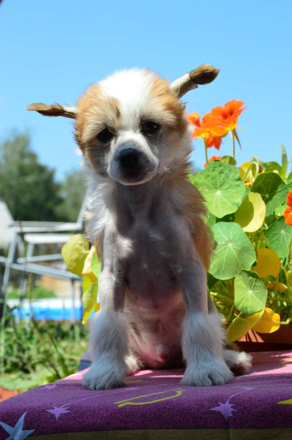 Baikal Dream Djonny Leon  Orandge