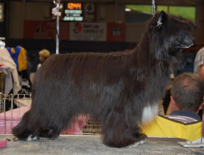 Crestyle It's All Hush-Hush