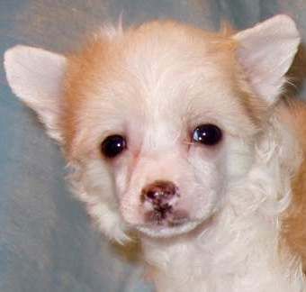  Perl Magic Rumba Sensual