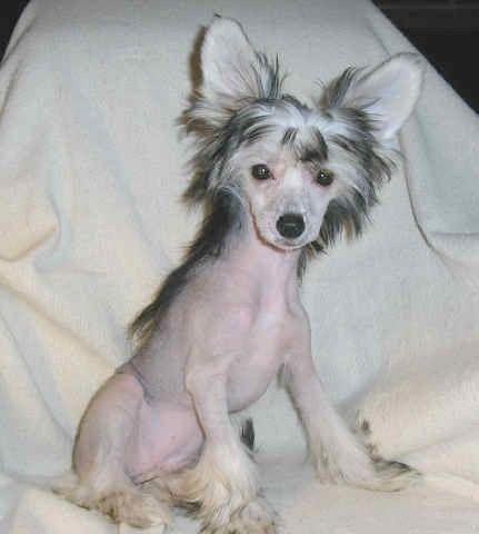 Sakkarra Think Tink! of LauraLee