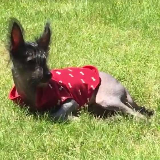 Raven's Anubis, Guider Of Souls