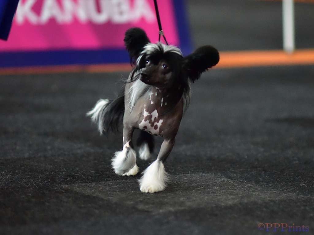 El Chica Favorita of ria's pride