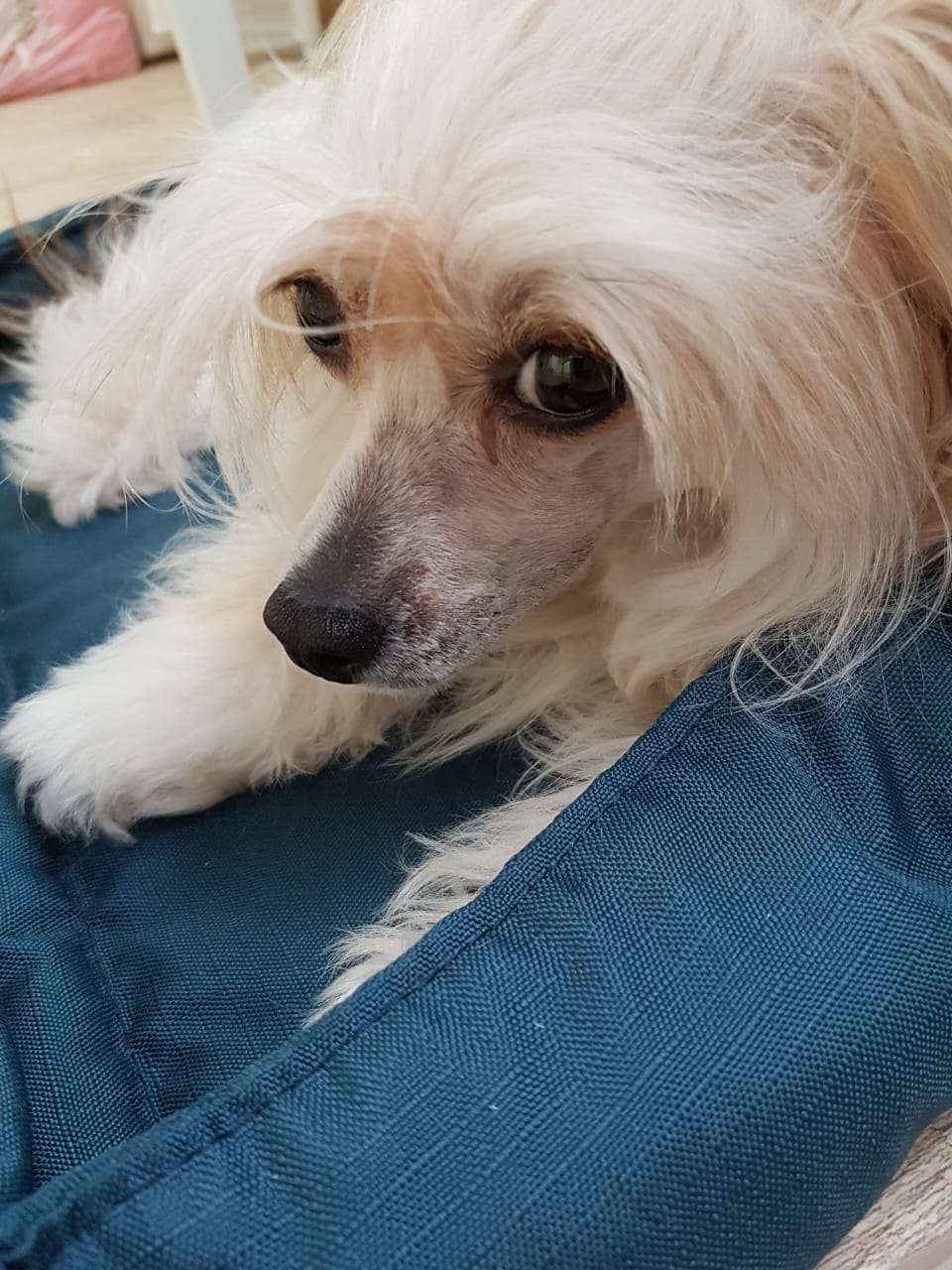 Ksolo Club Yaiya Red Gold