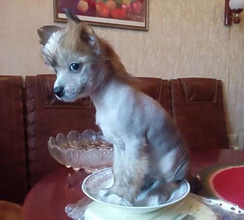 Sapfir iz Tsarskogo Sela Cheri Gold