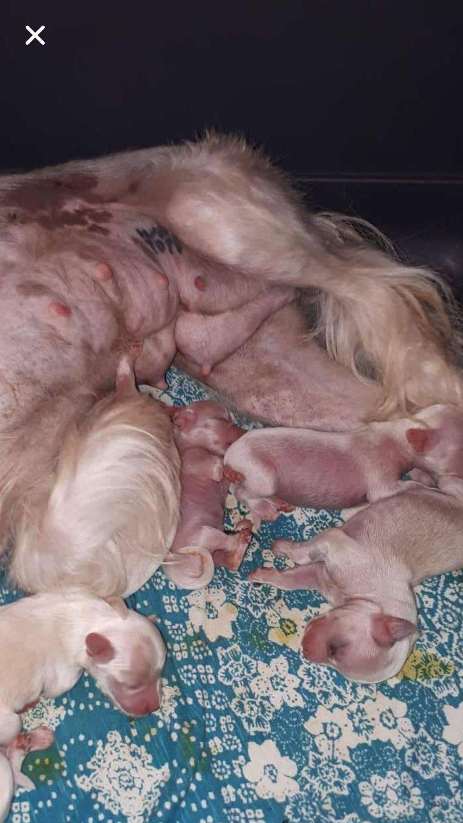 Golden Deer Dr Fr Mary Shelley