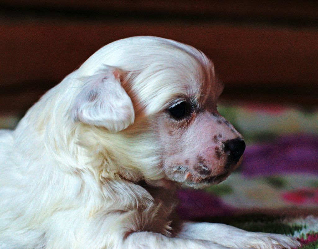 Remember Me iz Diamond Sity