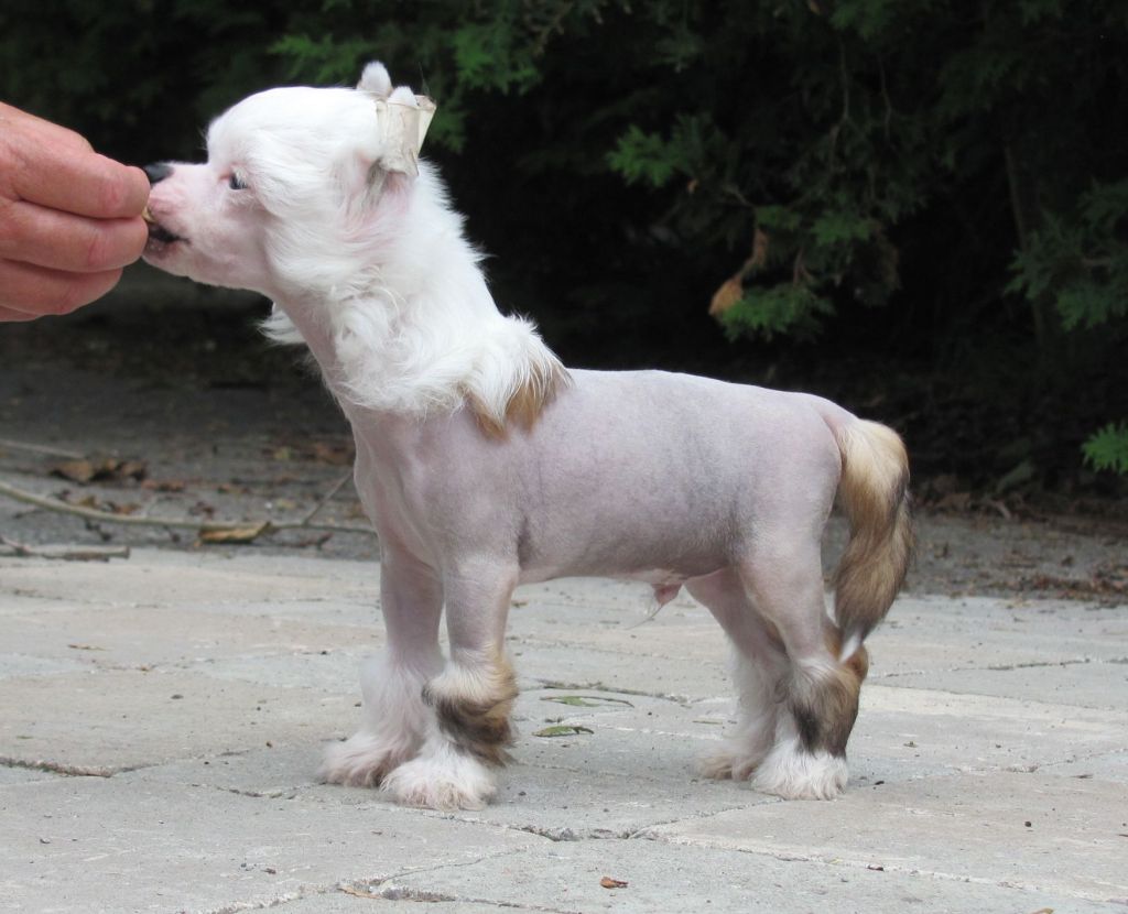 Bodeswell Pride N Prejudice