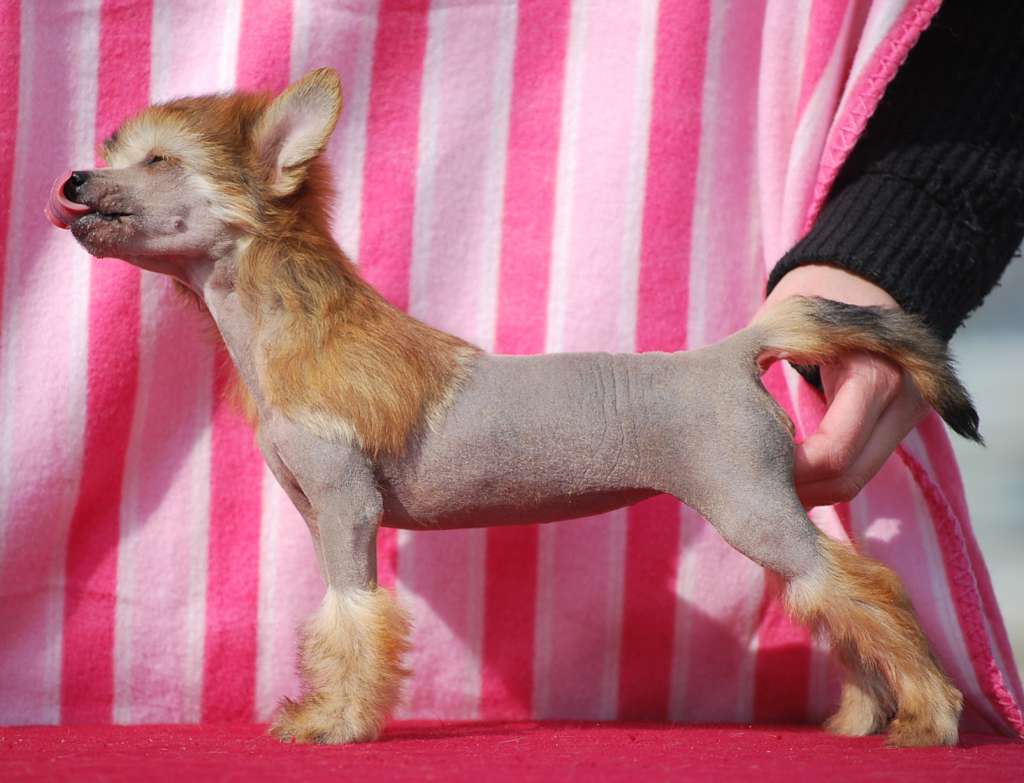 Little Dog Of Dream Miss France