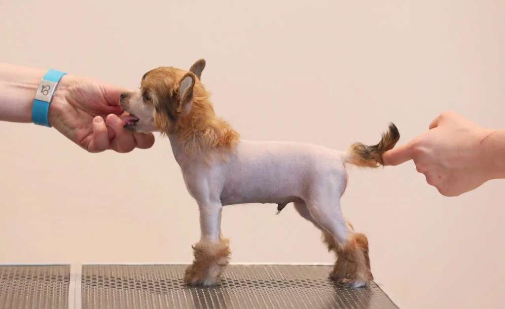 Rolana Family Oxygen