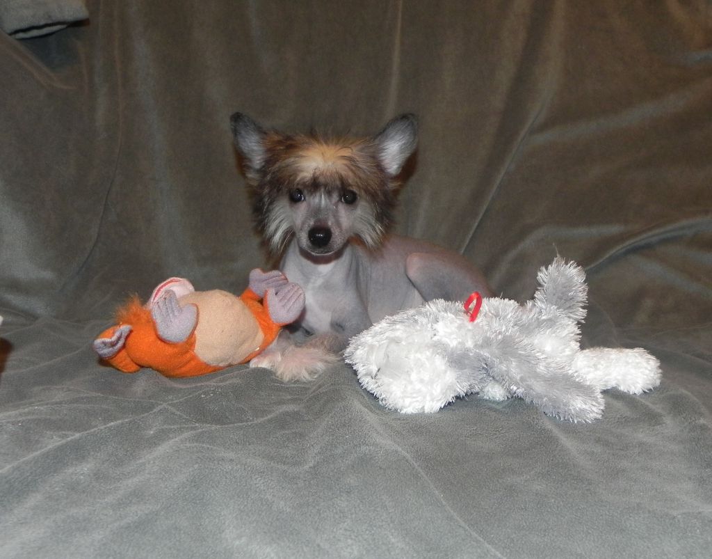 Sariolo Revda Karma Réussite