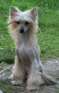 Nordis Iz Sozvezdiya Psov