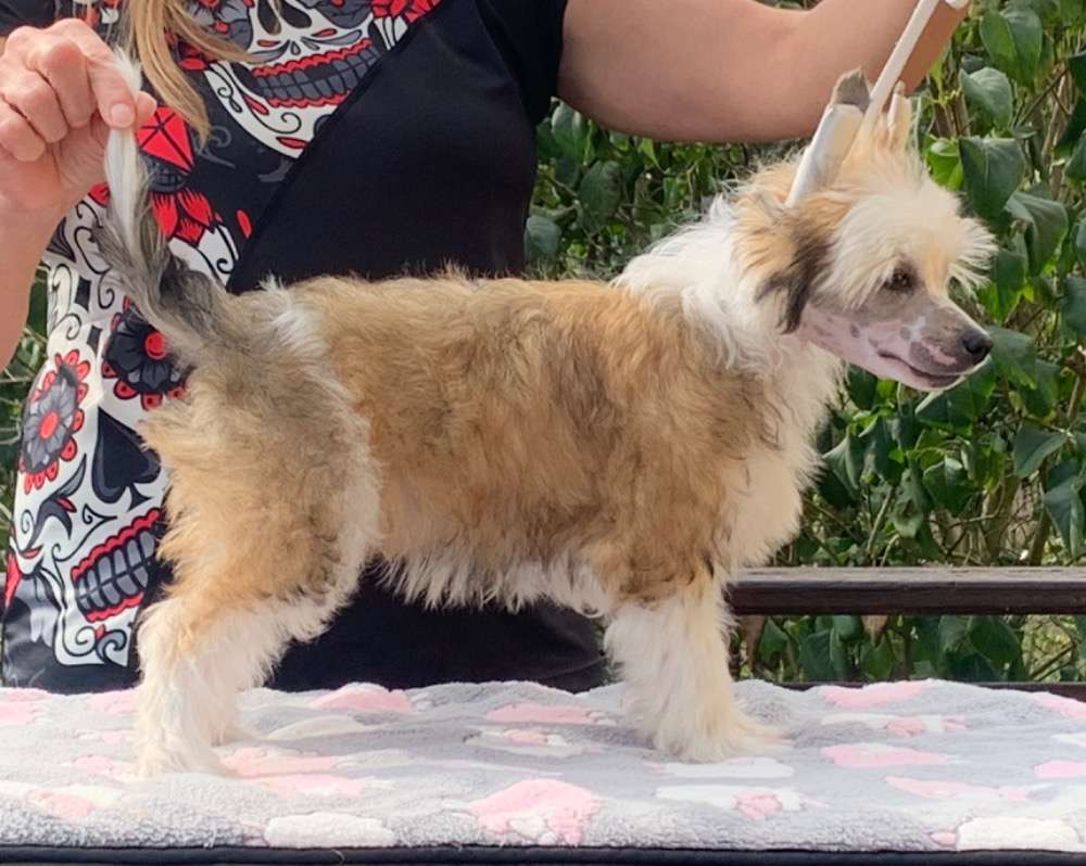 Irtish powder Ankadi